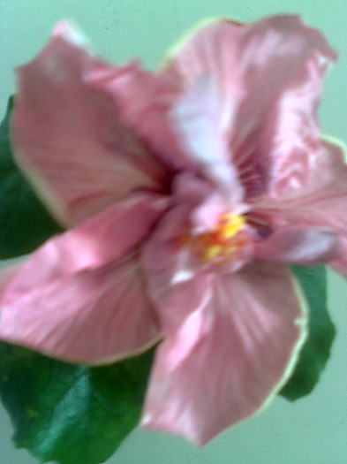 Imagine1832 - HIBISCUS-2012