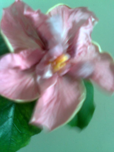 Imagine1833 - HIBISCUS-2012