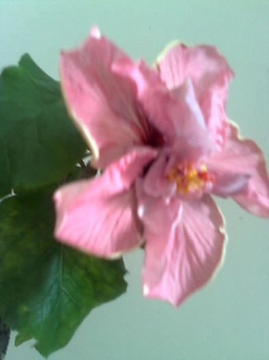Imagine1834 - HIBISCUS-2012