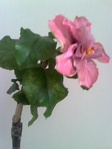 Imagine1835 - HIBISCUS-2012