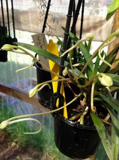 18.02.12 - Neofinetia falcata