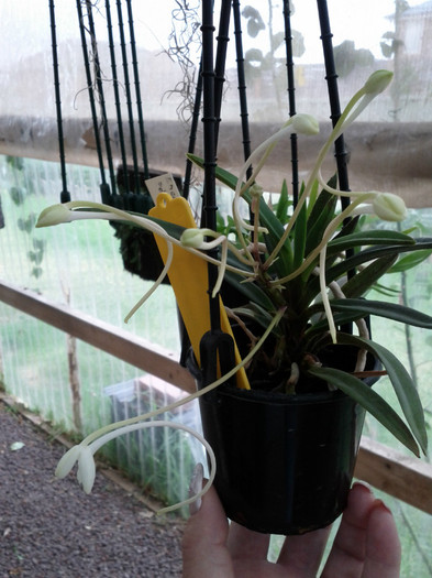  - Neofinetia falcata