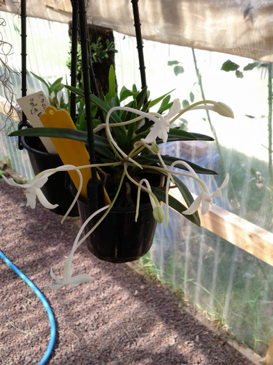 22.02.12 - Neofinetia falcata