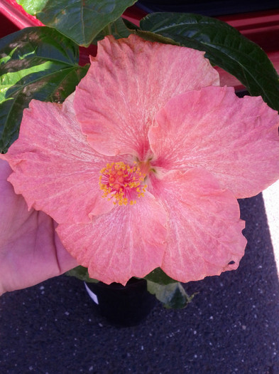 22.02.12 - Hibiscus 2011-2012
