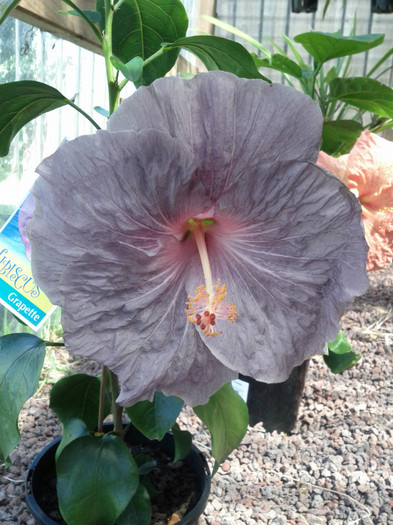  - Hibiscus 2011-2012