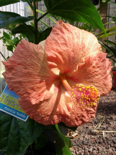  - Hibiscus 2011-2012