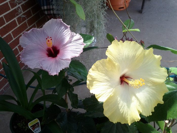  - Hibiscus 2011-2012
