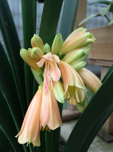 20.02 - Clivia nobilis