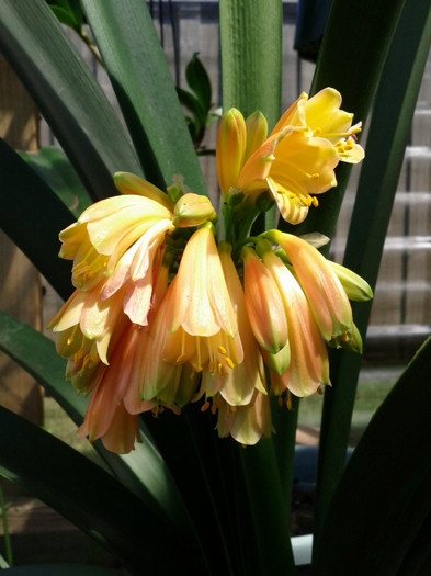 22.02 - Clivia nobilis