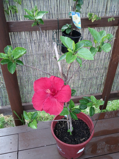 - Hibiscus 2011-2012