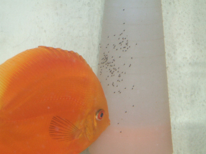 Femela cu pui - My Discus fish