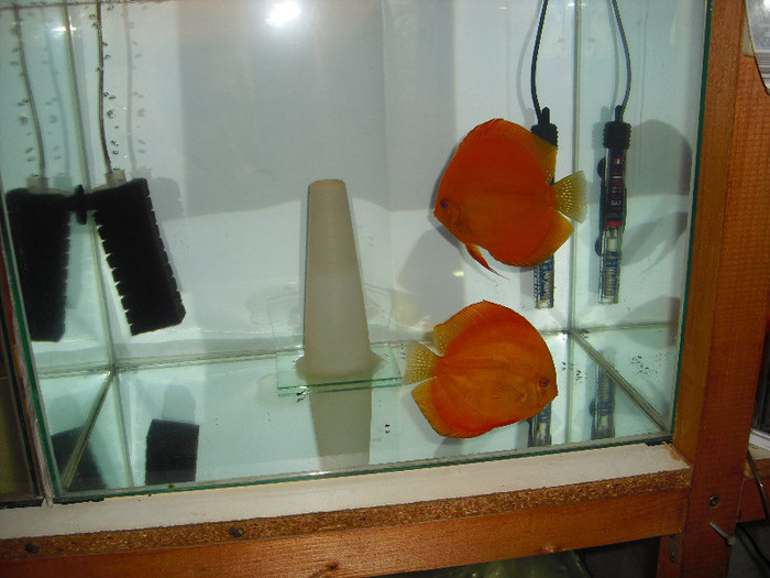 A doua pereche - My Discus fish