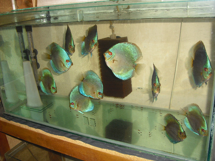 Blue diamond - My Discus fish