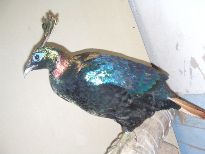 f.himalaya - fazani de ornament