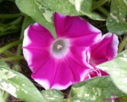 ipomoea_sun-smile-red - achizitii-00