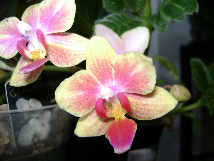 DSC08328 - orhidee 2012