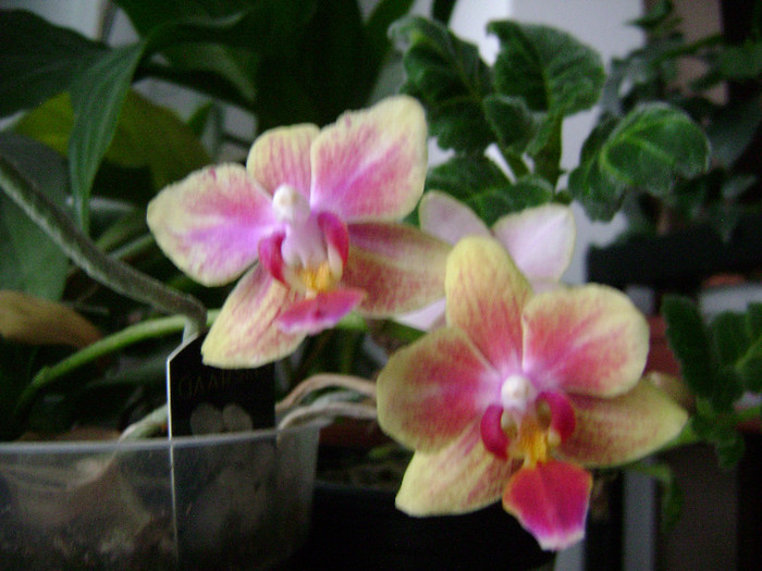 DSC08330 - orhidee 2012