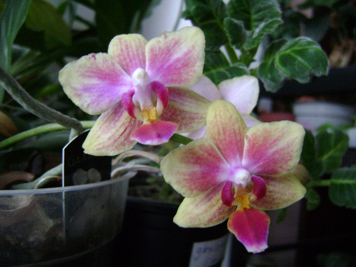 DSC08341 - orhidee 2012
