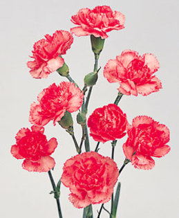 Dianthus-caryophyllus