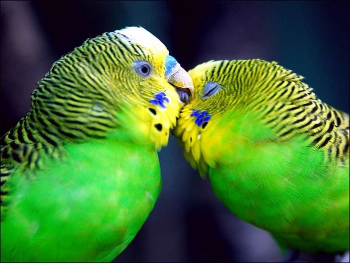 teneri pappagalli innamorati