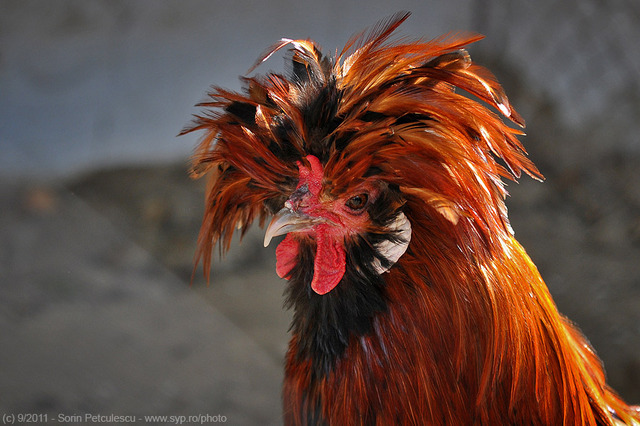bad-hair-day-2-52908-l - felicitari