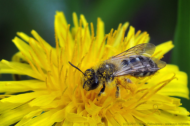 bee-46116-l - felicitari