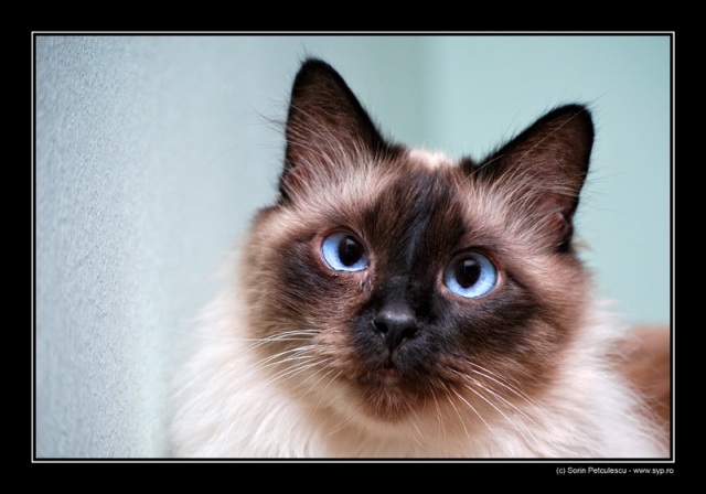 blue-eyed-kitten-1125-l