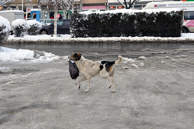 nivel-de-trai-canin-42882-l - felicitari