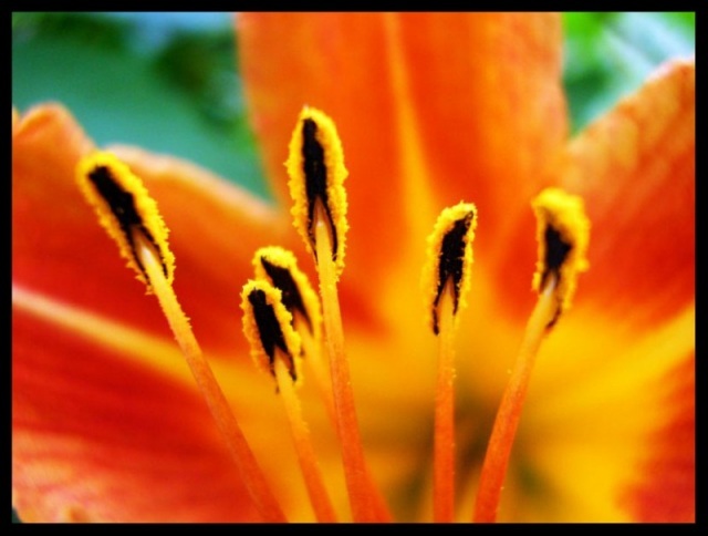 pistil-950-l