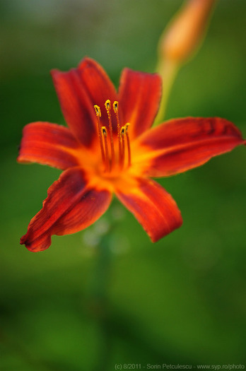 red-lily-50349-l
