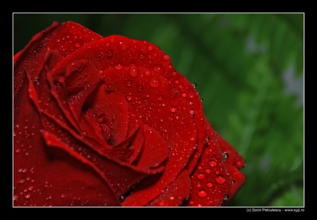 red-rose-1099-l
