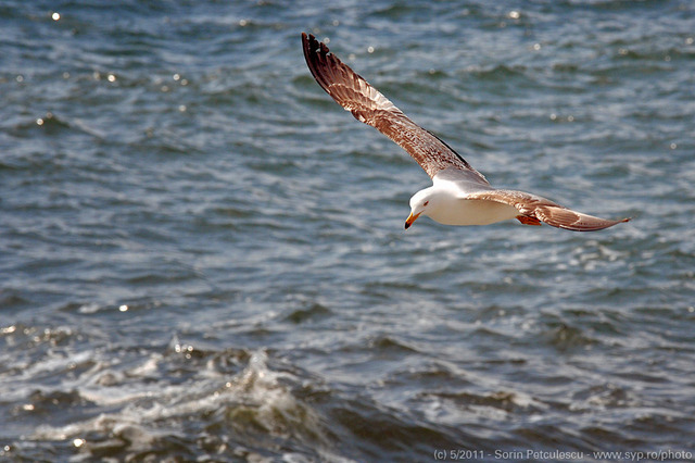 seagull-8-45607-l