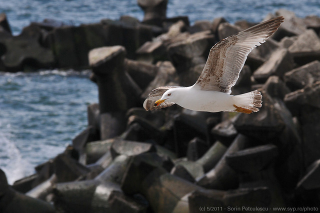 seagull-9-45692-l