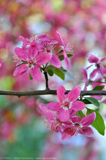 spring-bloom-43687-l - felicitari