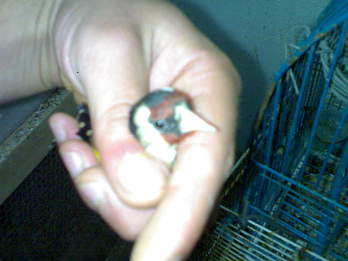 240727_215657008459519_208393189185901_790873_7251408_o