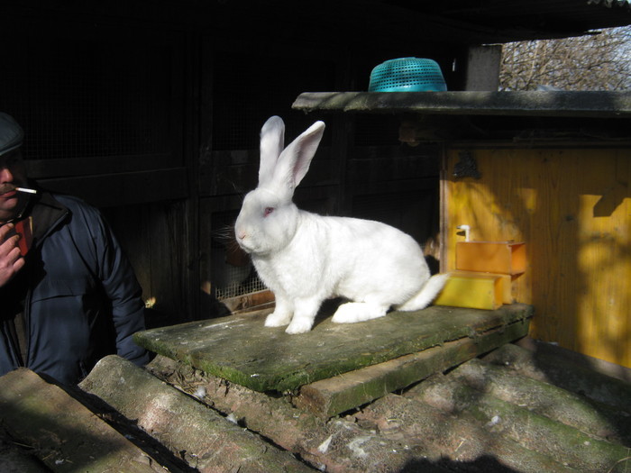 de vanzare 7 masculi de 1 an