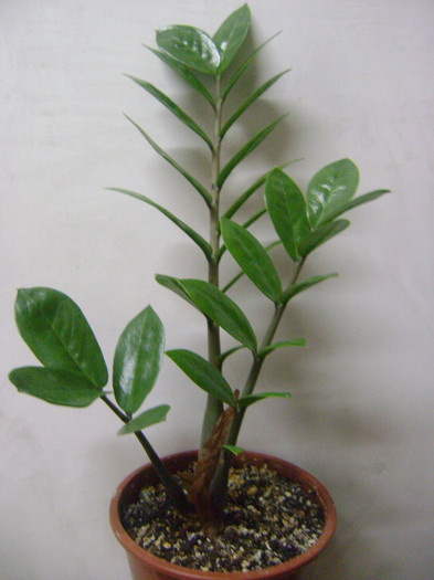 Planta rezultata