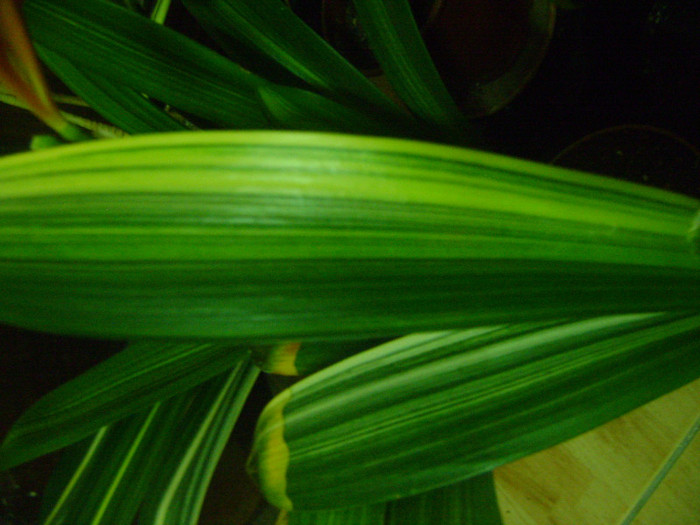 Florid variegation - Diverse variegatii clivia