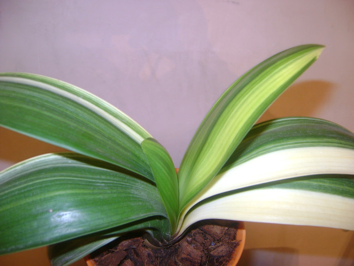  - Diverse variegatii clivia