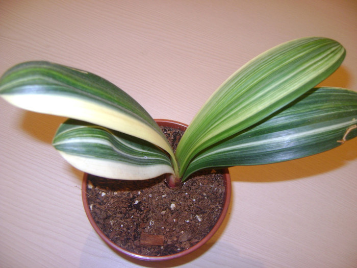  - Diverse variegatii clivia