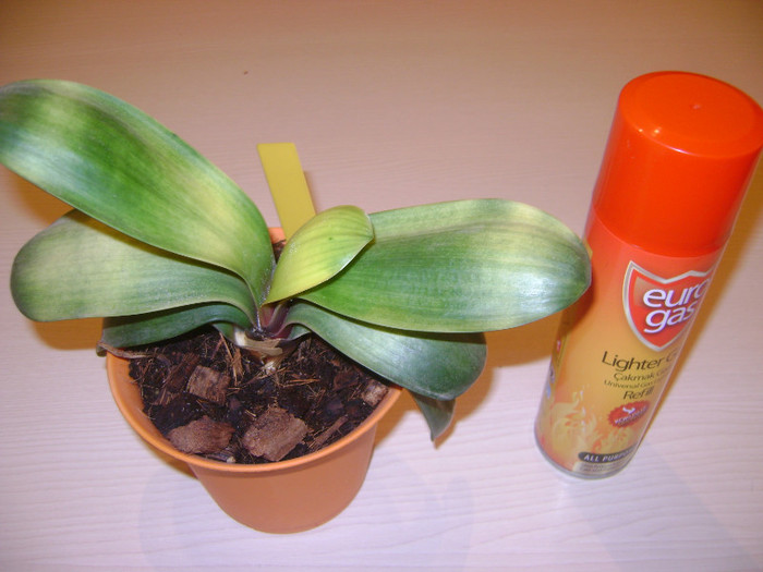 mini type LOB - Diverse variegatii clivia