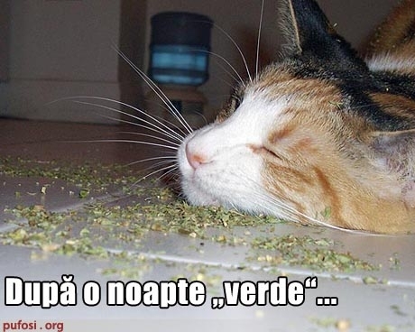 Poze Amuzante Poza Amuzanta Pisica A Adormit Dupa Ce A Fumat