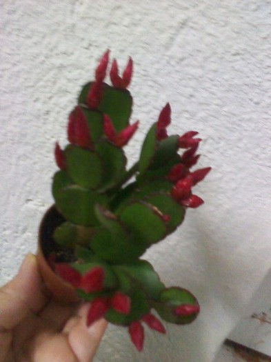 achizitie 21.02.2012 - rhipsalidopsis- cactusul pastelui