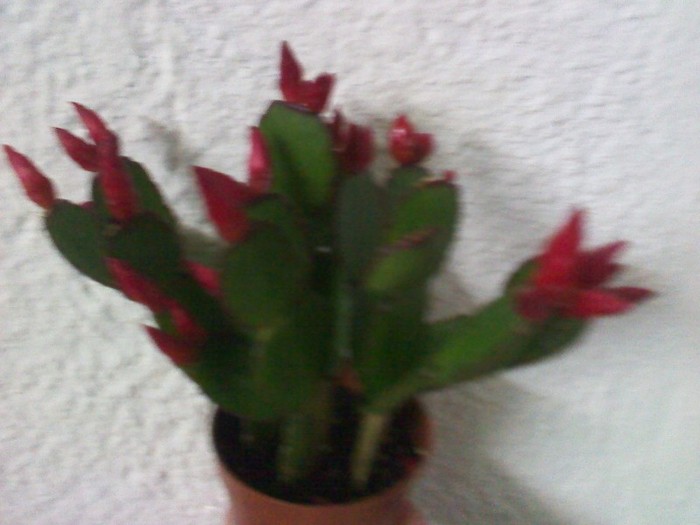 P120221037 - rhipsalidopsis- cactusul pastelui