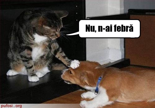 poze-amuzante-pisica-verifica-daca-cainele-are-febra_522a8b44c9aaa3 - Poze amuzante pisici