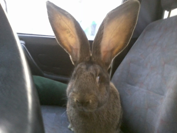 Fotografie2253; femela 6 luni
