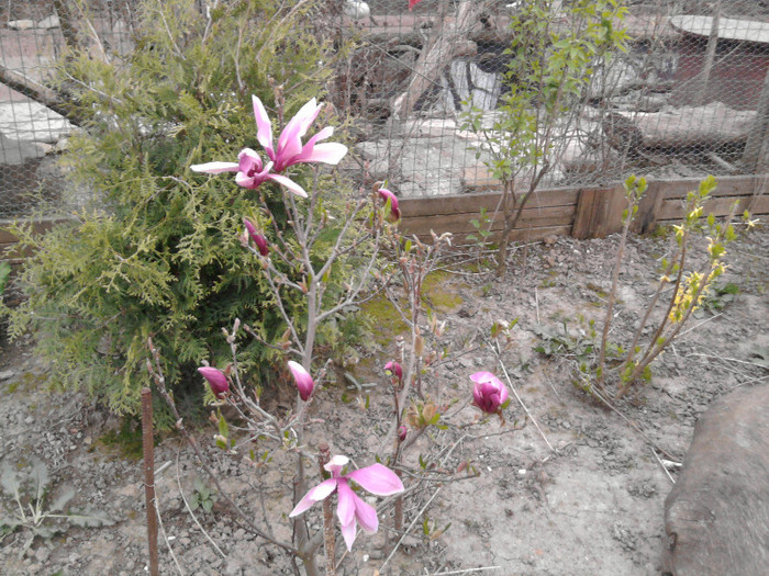 magnolia toamna - decor exterior