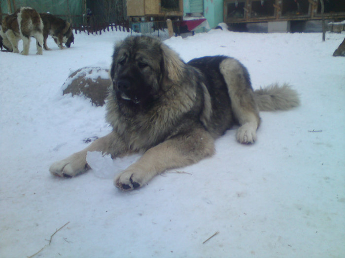 BRUNO 8 LUNI