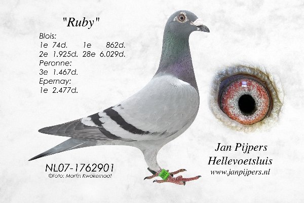 Ruby - Jan Pijpers