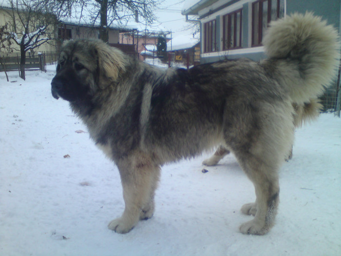BRUNO 8 LUNI